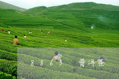 8863 普洱茶/2023031769404